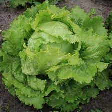 Lettuce mix Lactuca sativa seeds for garden planting